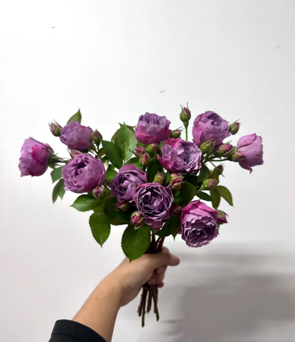 Shadow of the Moon Roses丨Your roses