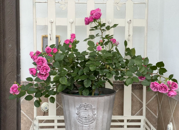 Shadow of the Moon Rose Plant丨Your roses