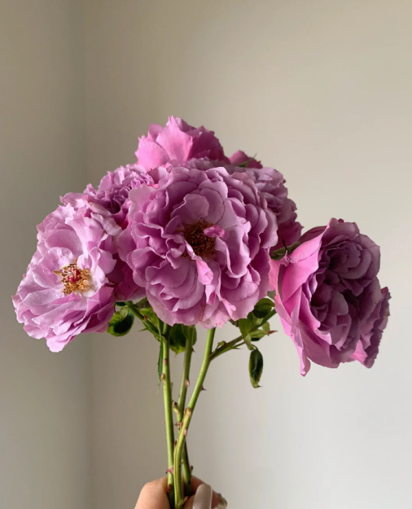 Shadow of the Moon Rose for sale丨Your roses