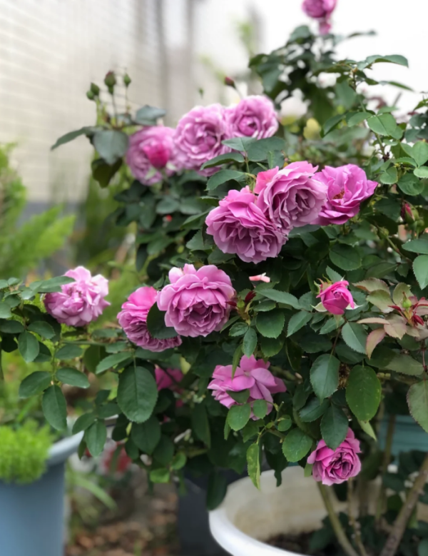 Rose Shadow of the Moon 丨Your roses