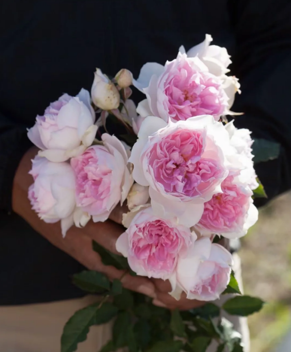 Shalimar Roses丨Your roses