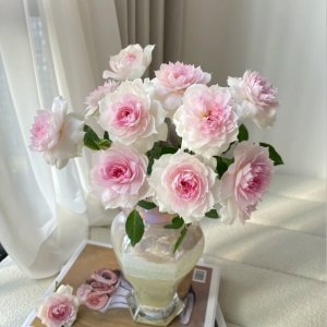 Shalimar Rose Plant丨Your roses
