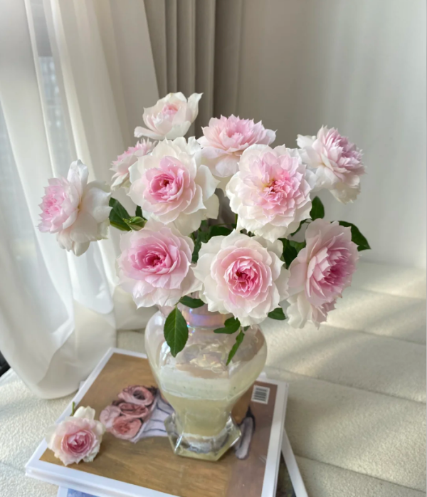 Shalimar Rose Plant丨Your roses