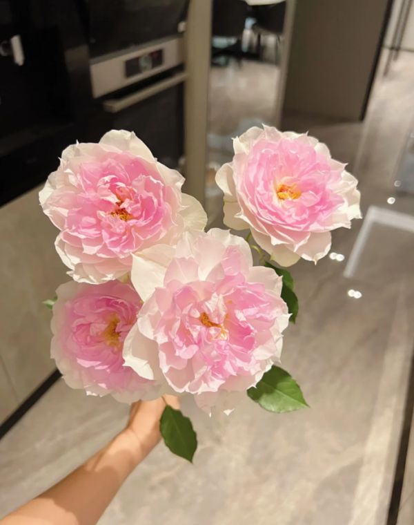 Shalimar Rose for sale丨Your roses