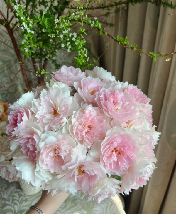Rose Shalimar丨Your roses
