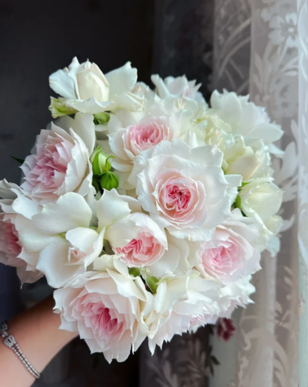 Shalimar Rose丨Your roses