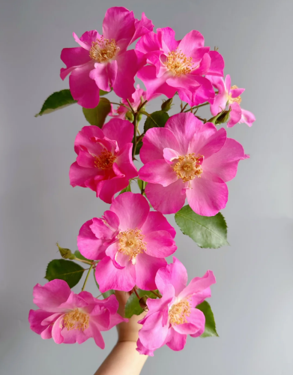 Shangri-La Rose for sale丨Your roses