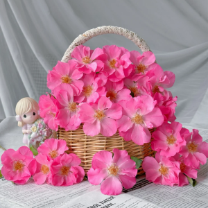 Shangri-La Rose丨Your roses