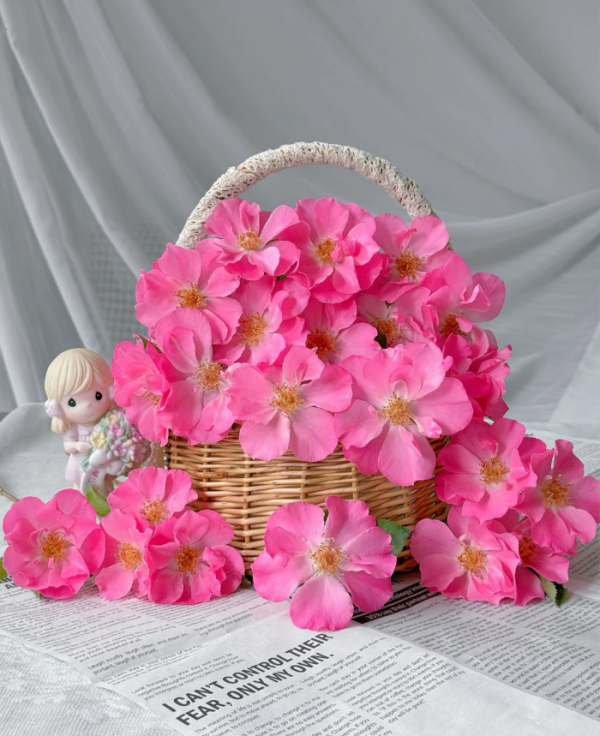 Shangri-La Rose丨Your roses