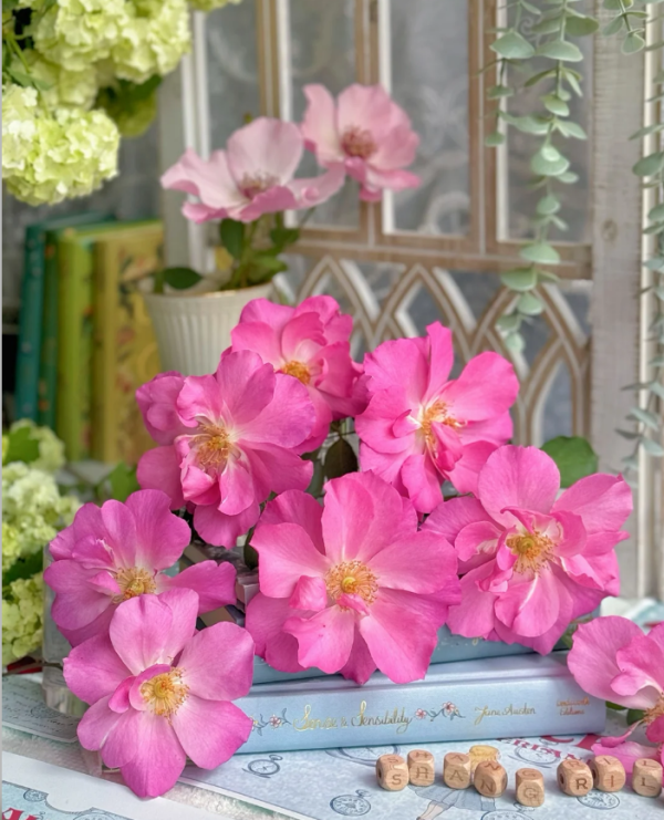 Shangri-La Rose Plant丨Your roses