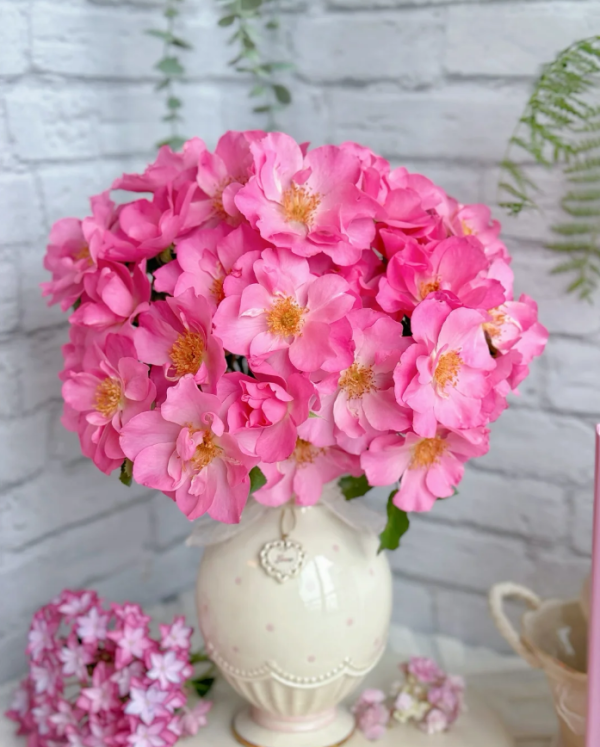 Shangri-La Rose丨Your rosess