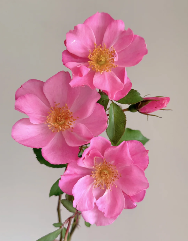 Rose Shangri-La丨Your roses