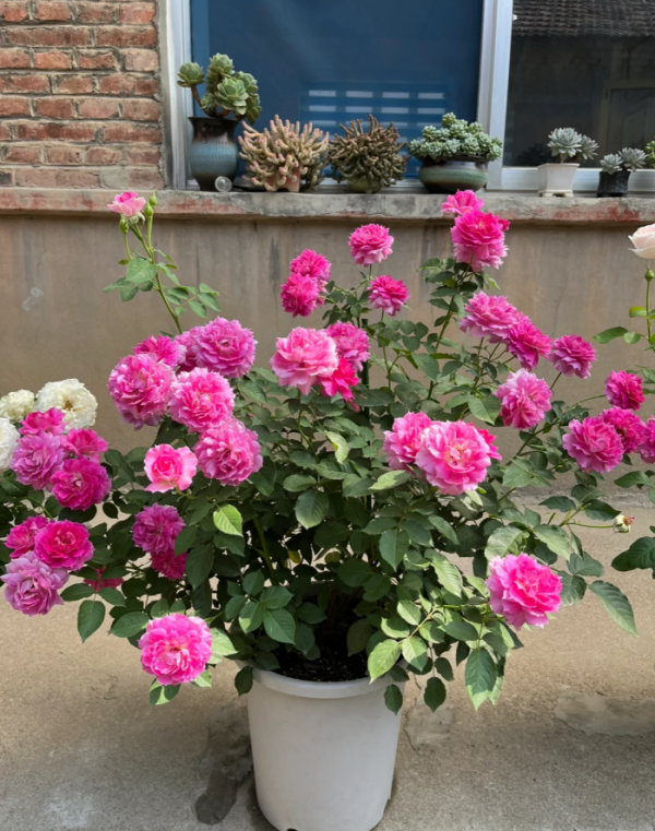Sheherazad Rose Plant for sale丨Your roses
