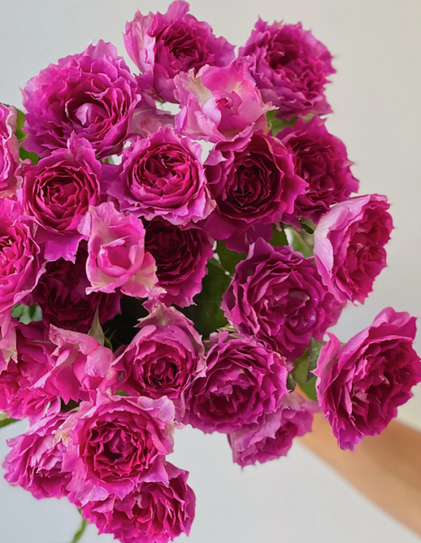 KIMteller Rose Plant for sale丨Your roses