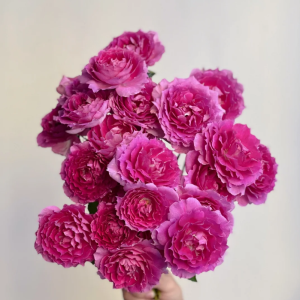 Sheherazad Rose丨Your roses