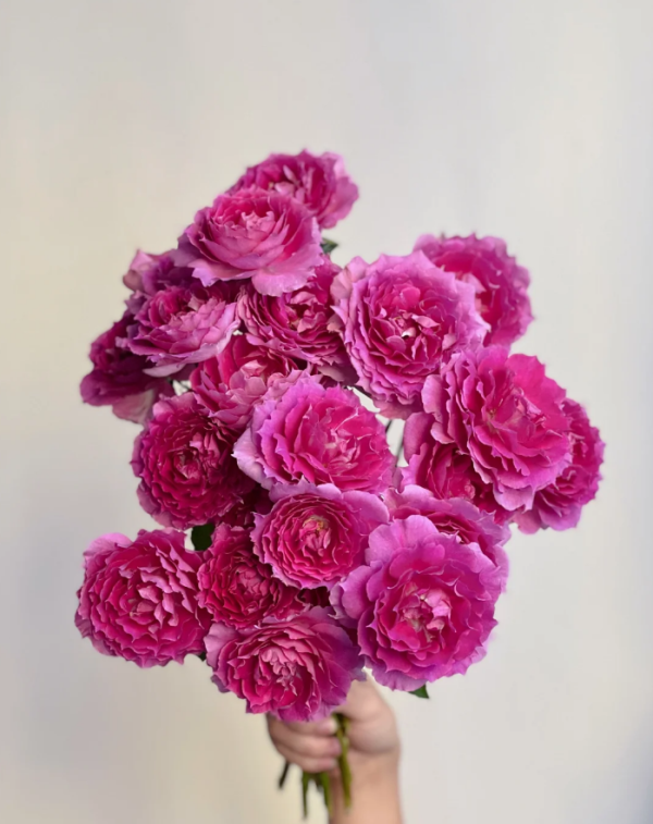 Sheherazad Rose丨Your roses