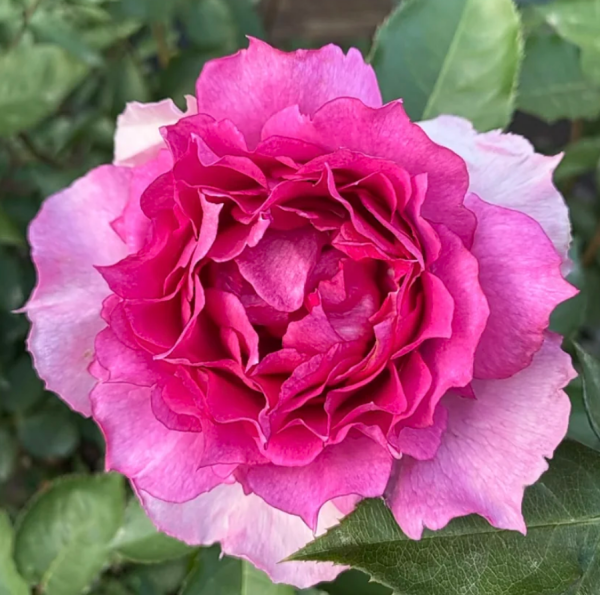 KIMteller Rose丨Your roses