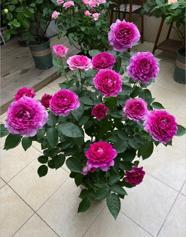 Sheherazad Roses丨Your roses