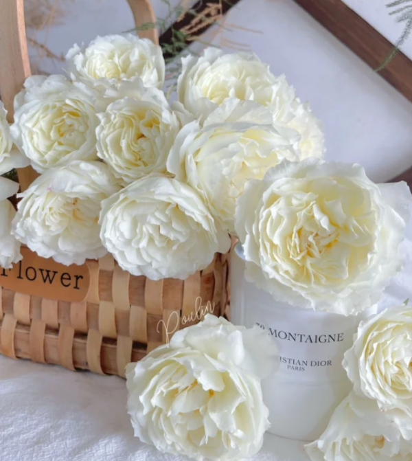 Shizuku Roses丨Your roses
