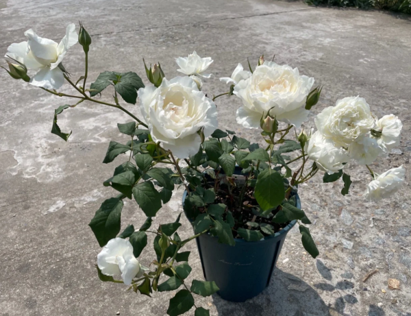 Shizuku Rose Plant丨Your roses