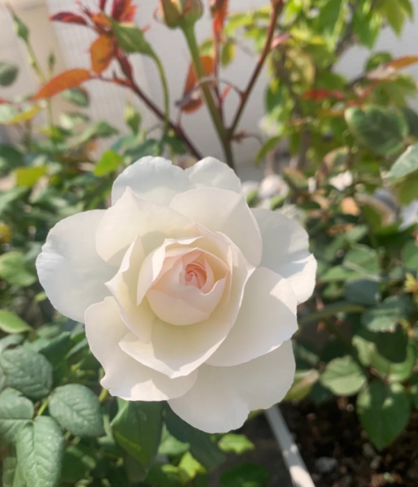 Shizuku Rose for sale丨Your roses