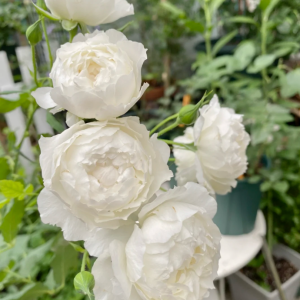 Shizuku Rose丨Your roses