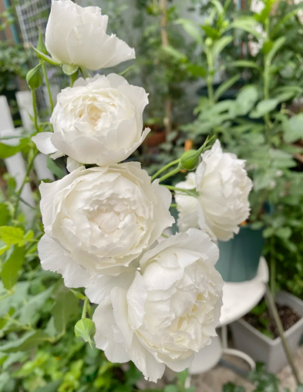 Shizuku Rose丨Your roses