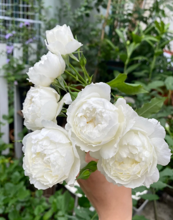Rose Shizuku丨Your roses