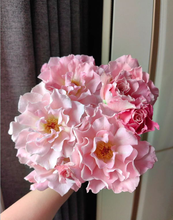 Rose Silent Love丨Your roses