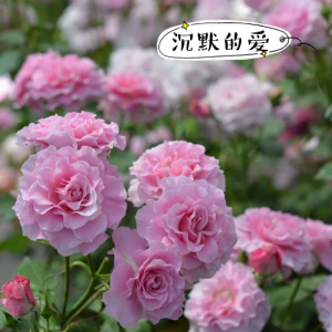 Silent Love Roses丨Your roses