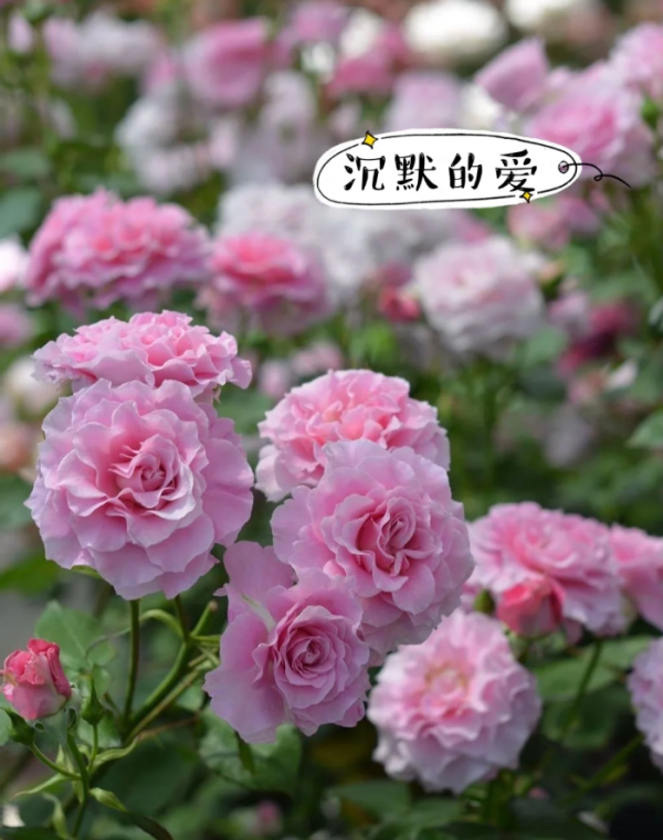 Silent Love Roses丨Your roses