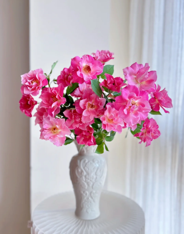 Silent Love Rose Plant丨Your roses
