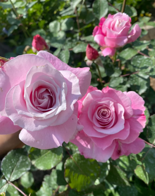 Silent Love Rose for sale丨Your roses