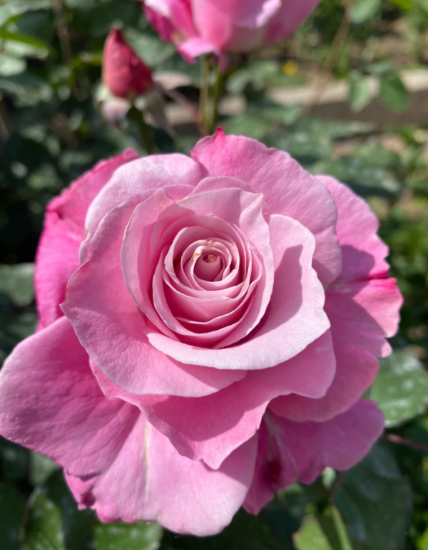 Silent Love Rose丨Your roses