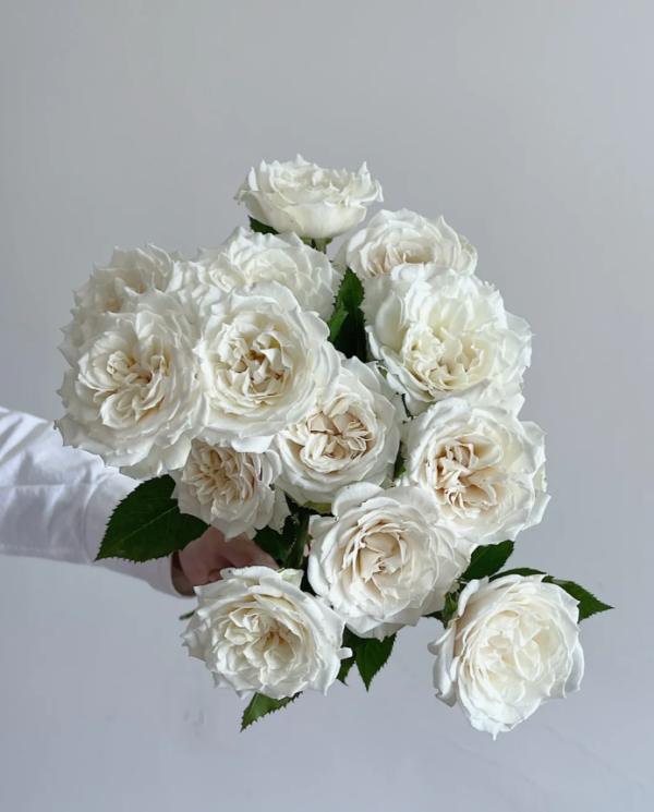 Sur la Neige Rose forsale丨Your roses