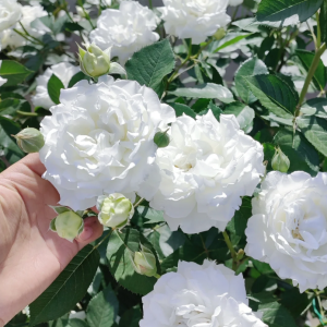 Sur la Neige Rose丨Your roses