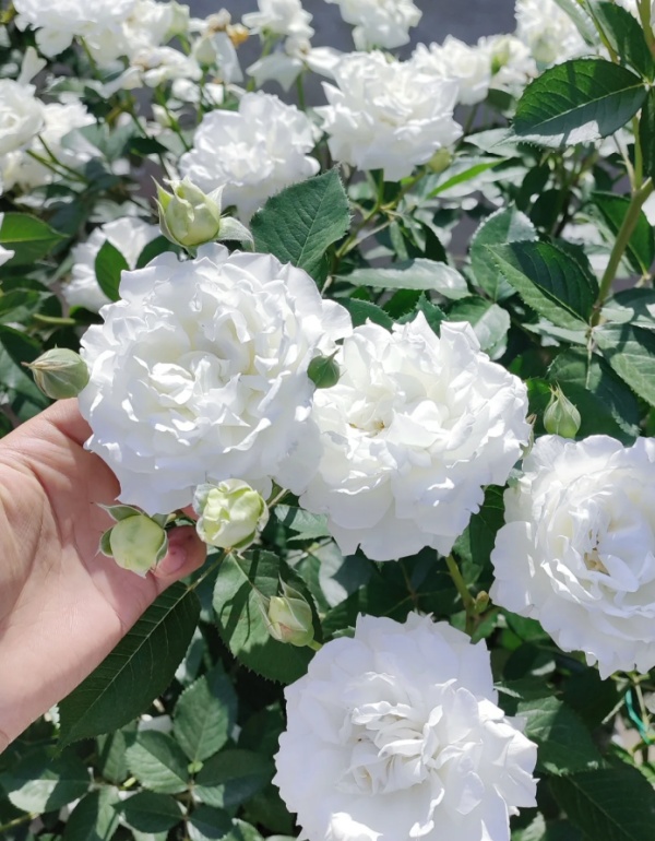 Sur la Neige Rose丨Your roses
