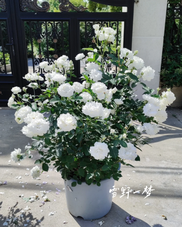 Sur la Neige Roses丨Your roses