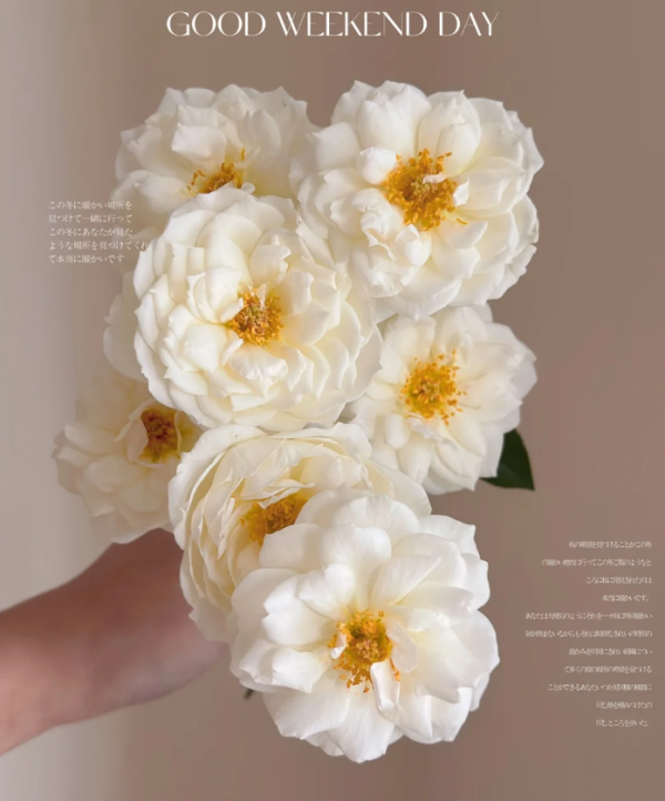 Sur la Neige Rose Plant丨Your roses