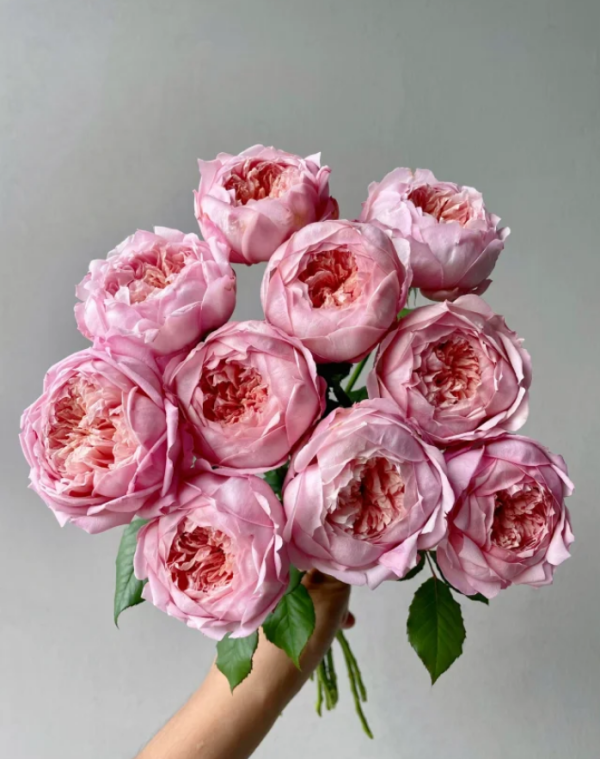 Tao Ran Rose丨Your roses
