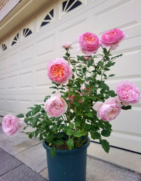 Tao Ran Rose Plant丨Your roses