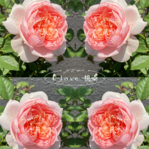Tao Ran Rose for sale丨Your roses