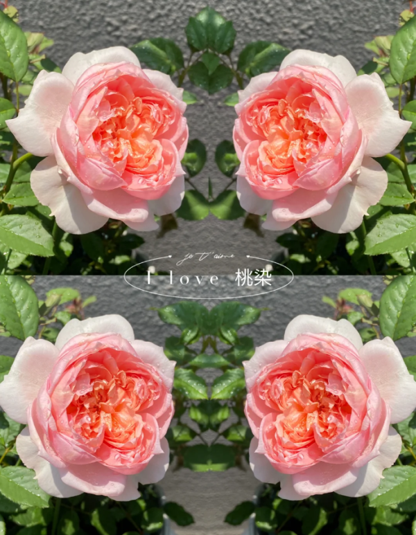 Tao Ran Rose for sale丨Your roses