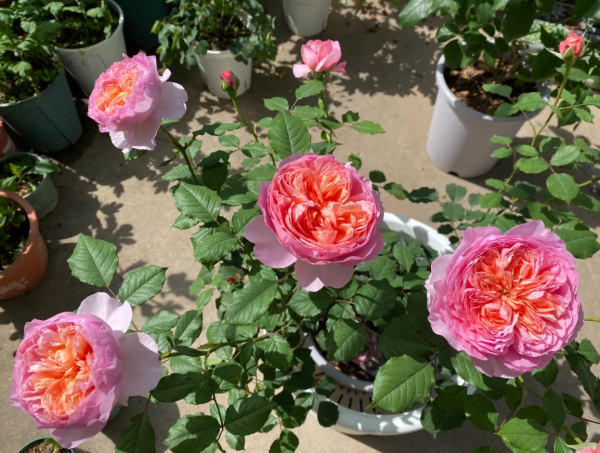 Tao Ran Roses丨Your roses