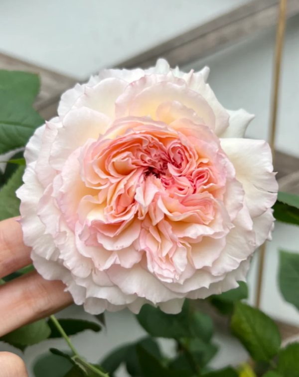 Träumerei Roses丨Your roses