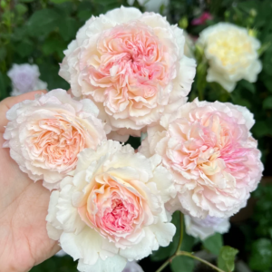 Träumerei Rose丨Your roses