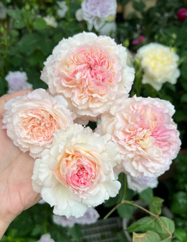 Träumerei Rose丨Your roses
