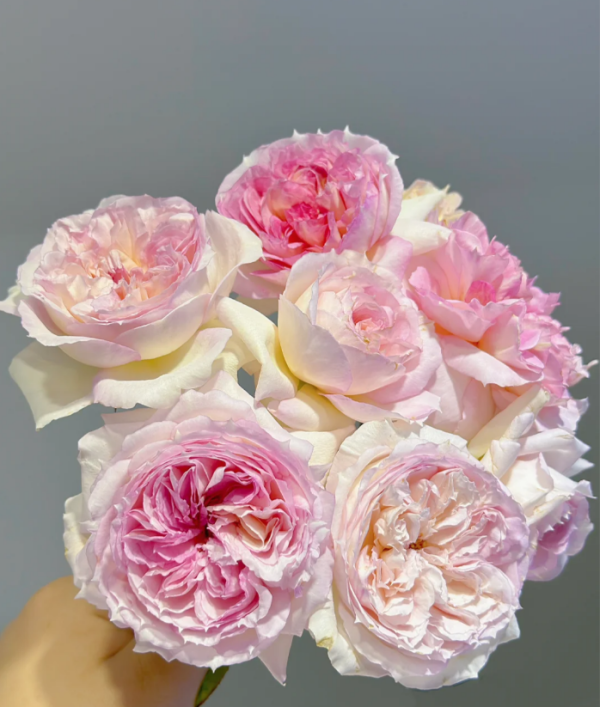 Träumerei Rose for sale丨Your roses