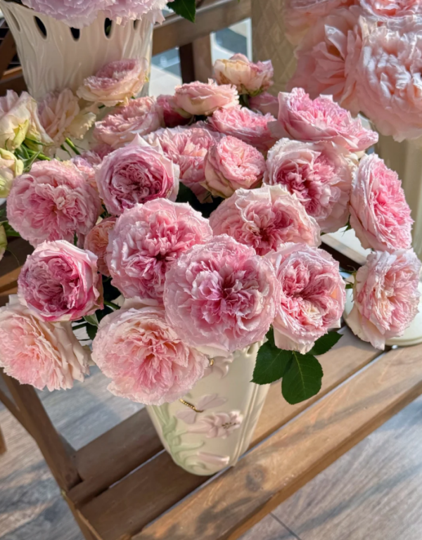 Träumerei Rose Plant丨Your roses