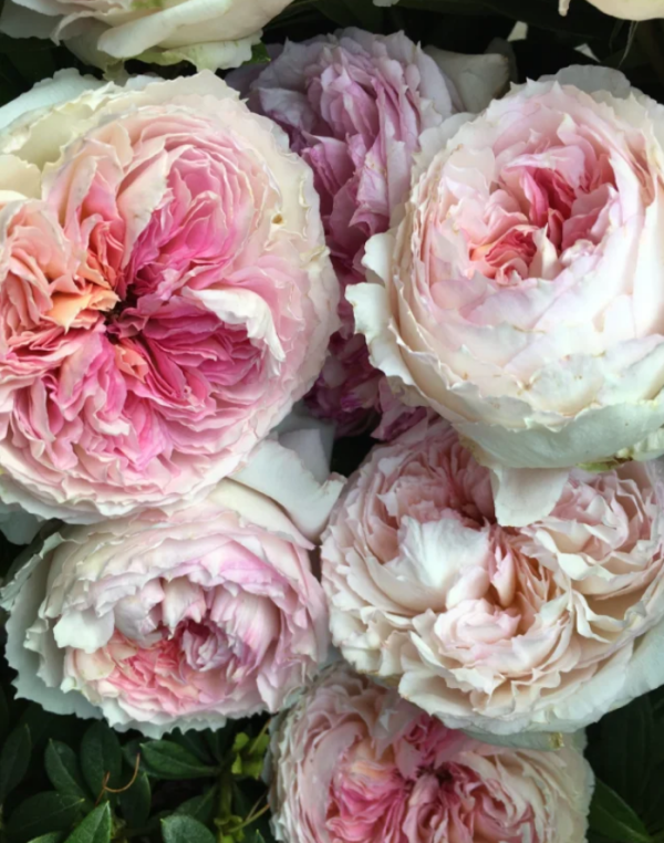Rose Träumerei丨Your roses